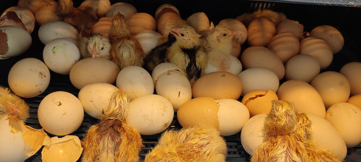 Процесс идёт полным ходом... 