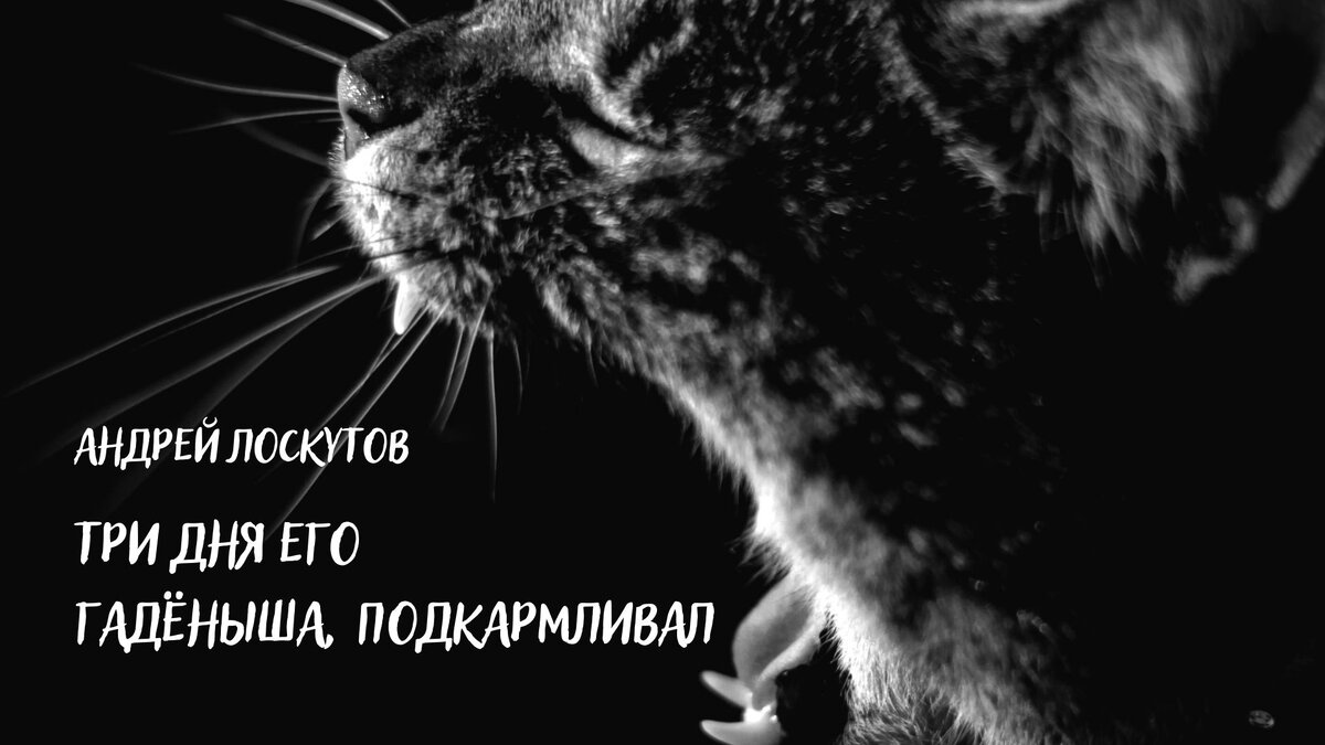 котька