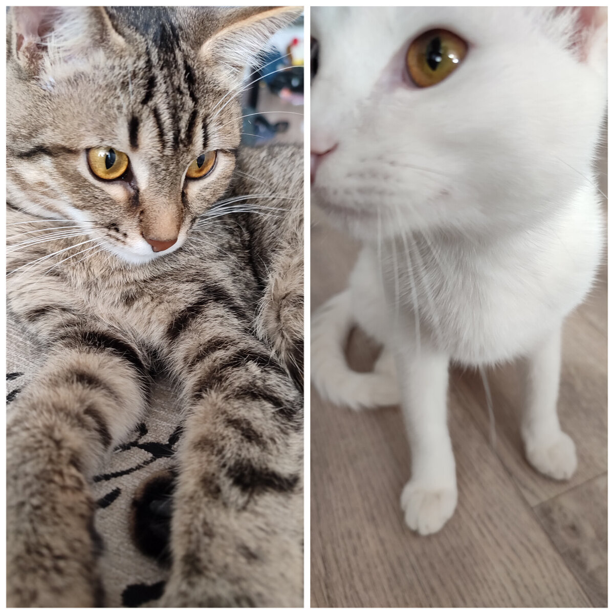 Это наши милахи❤❤❤