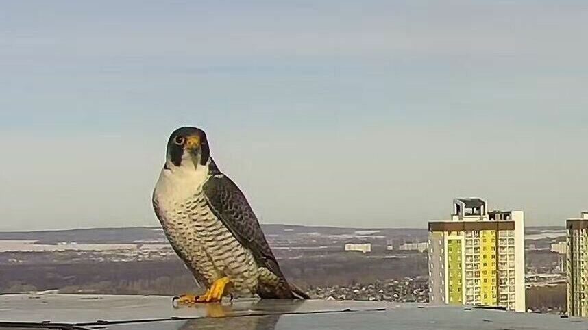     Появление на свет птенцов ожидается уже в ближайшее время