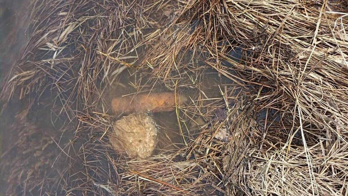     Взрывотехники ОМОН Росгвардии уничтожили артиллерийский снаряд времен гражданской войны, обнаруженный в Сарапуле. Неразорвавшийся боеприпас столетней давности нашел местный житель на берегу Камы в понедельник 1 мая.