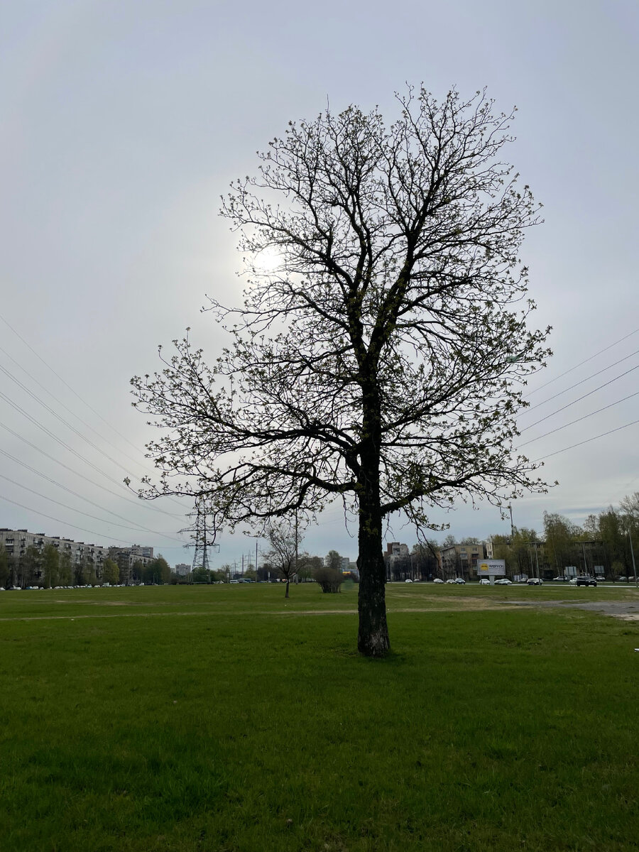 Фото автора. 2 мая. Наконец то без снега!