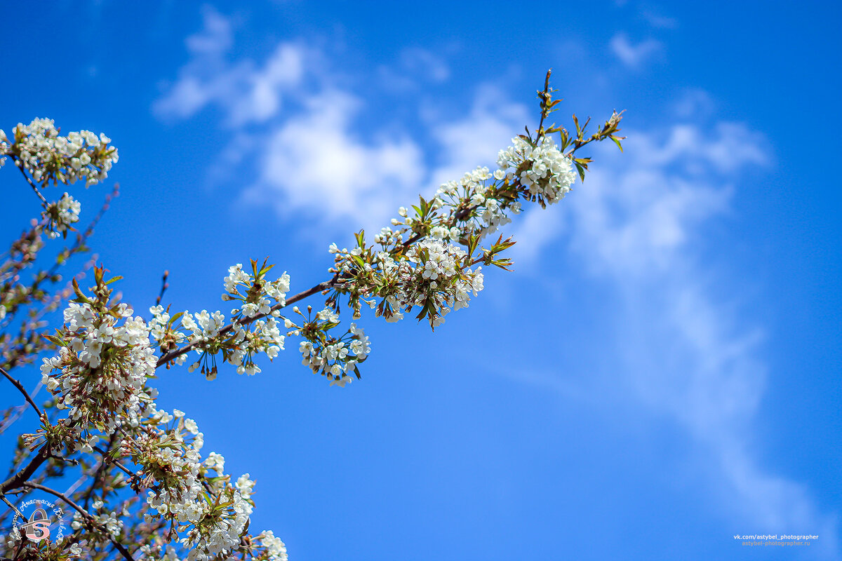  Цветение вишни 🌸
Снято: 24 мая 2020 года
Фотограф: Анастасия Белякова 