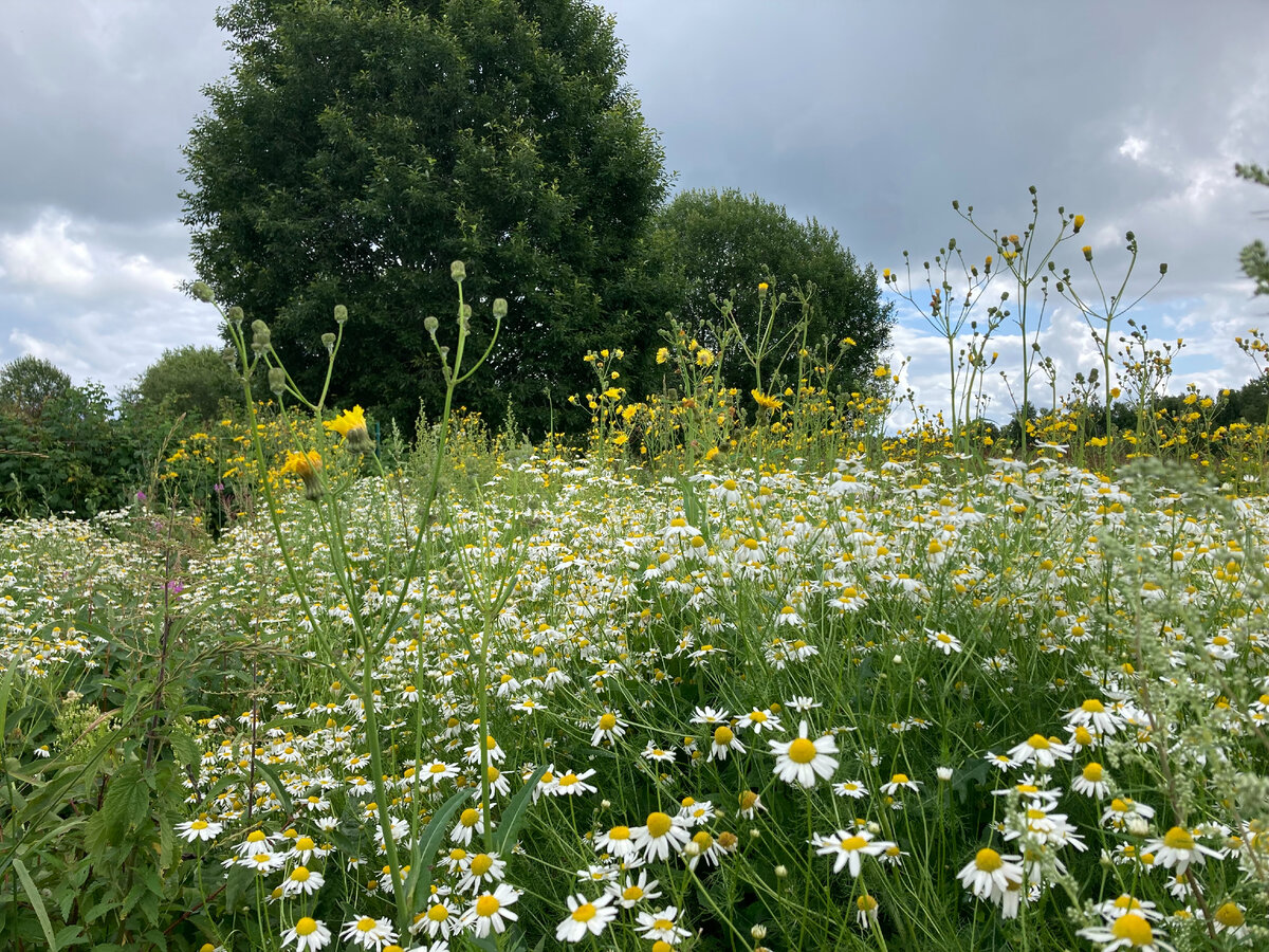 Поле ромашек на дальнем конце участка прошлым летом →