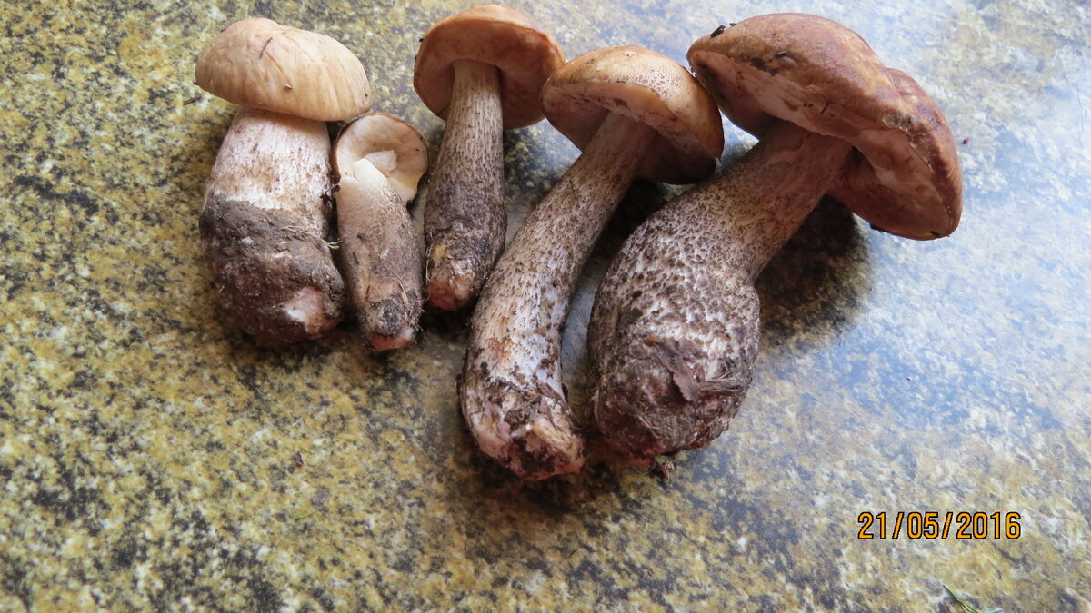 Фото автора - дата на фото))