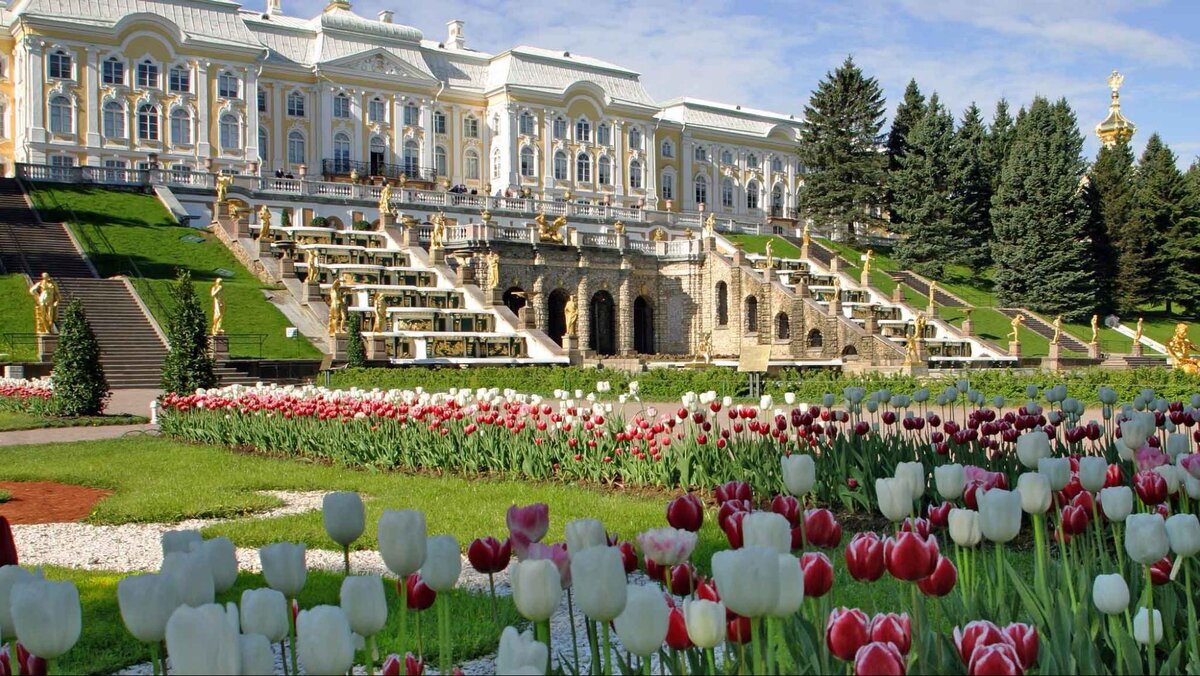 тюльпан санкт петербург