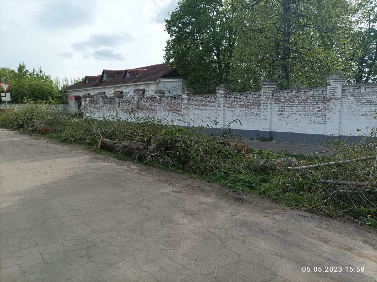 Спилили деревья у стены. И стало сиротливо вокруг. 