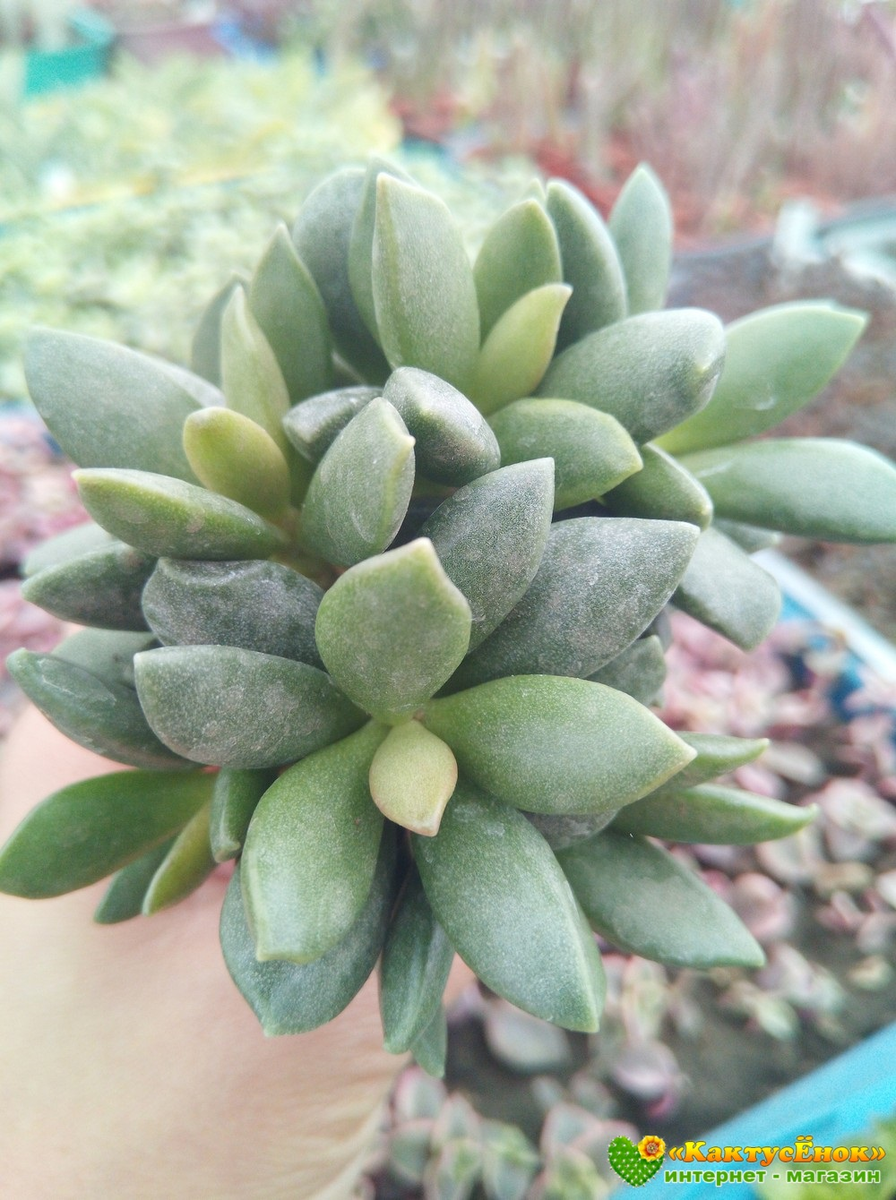 Купить листовые черенки Адромискус Хемисфаерикус (adromischus hemisphaericus)  можно в нашем интернет-магазине "Кактусёнок.РФ". Вы получите 2 неукорененных листовых черенка, хотя к моменту получения посылки скорей всего они уже будут с небольшими корешками. Инструкция по уходу и содержанию - прилагается. Отправляем почтой в любой город России.фото из питомника Кактусёнок. РФ