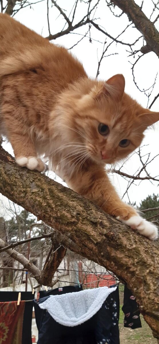 Котик из интернета