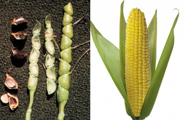 Початок теосинте и современной кукурузы