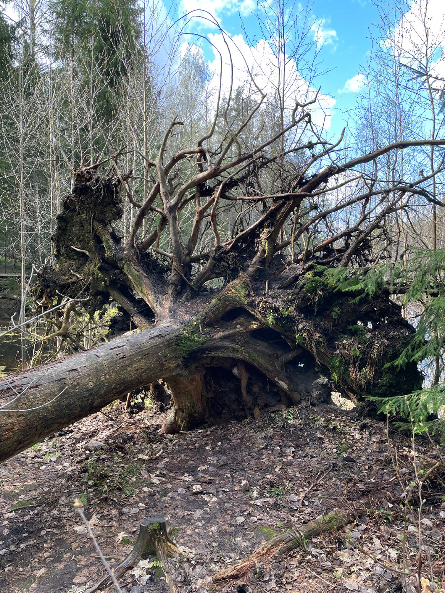 Природа Новгородской области