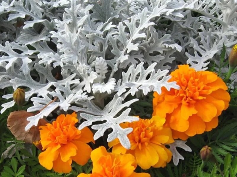 Цветы цинерария серебристая фото и описание