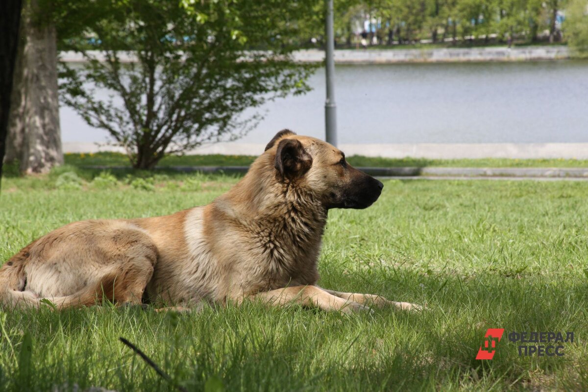 Животные сбиваются в стаи и проявляют агрессию к людям.  Фото: Фото: ФедералПресс / Ольга Юшкова