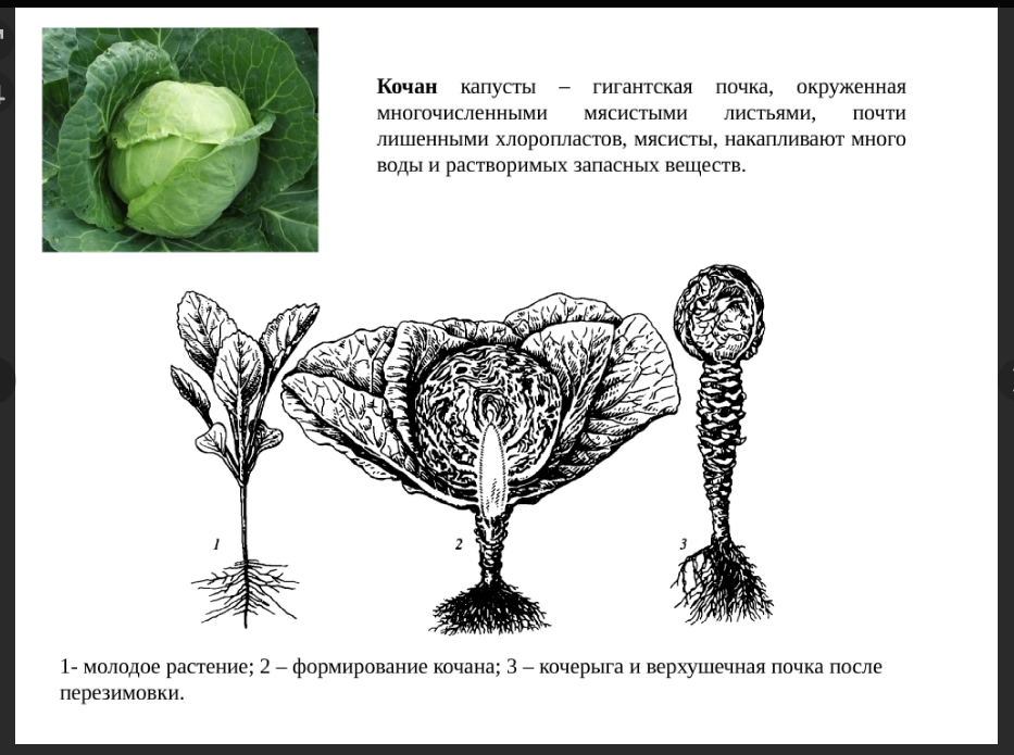 у молодого растения ясно виден стержень корня, но если его обрывают, то формируется мочка.