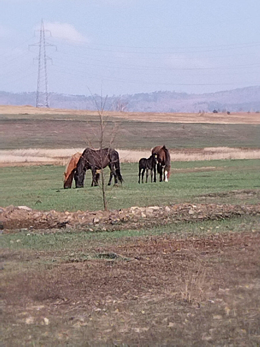 Первая травка.
