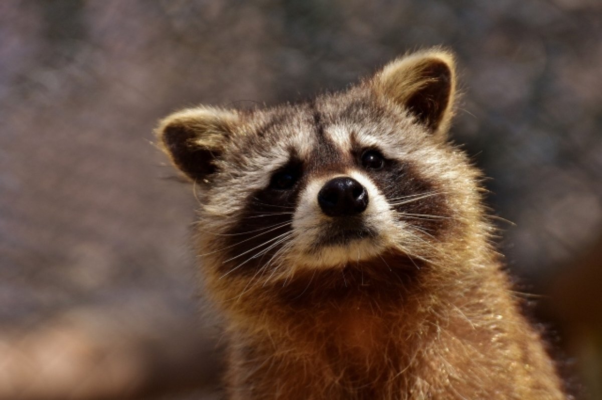    В Новороссийске при помощи удавки выловили енота в частном доме