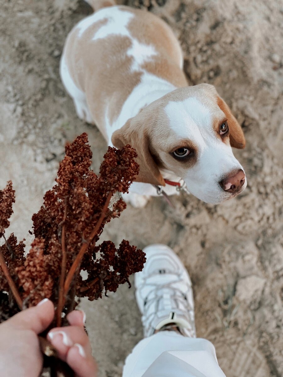 Полтора года назад у нас появилась Марта. Характерная, несносная, неповторимая, но с безумно человечьими глазами.