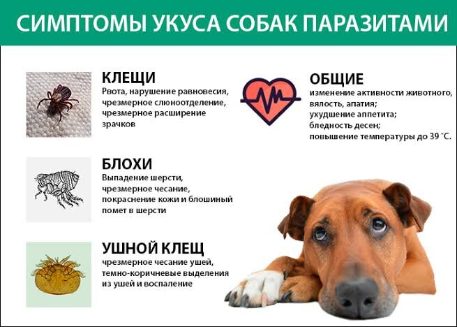 Как выглядит место укуса клеща у собаки