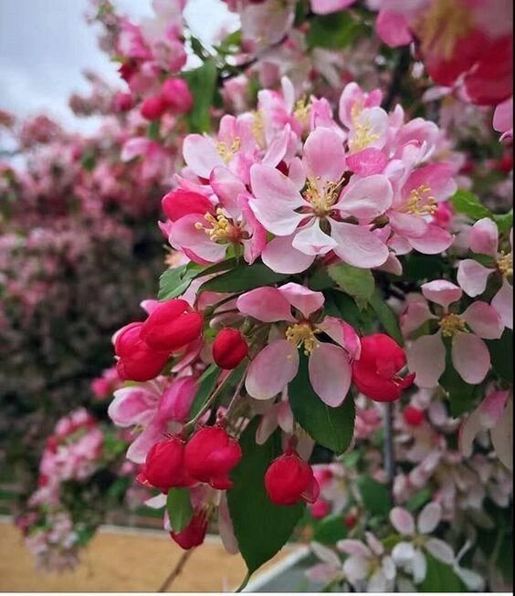 Весеннее разнообразие