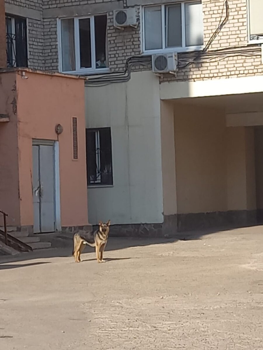 В Уфе больше недели собака не уходит со двора Республиканского кардиоцентра. Ищет и ждёт хозяина