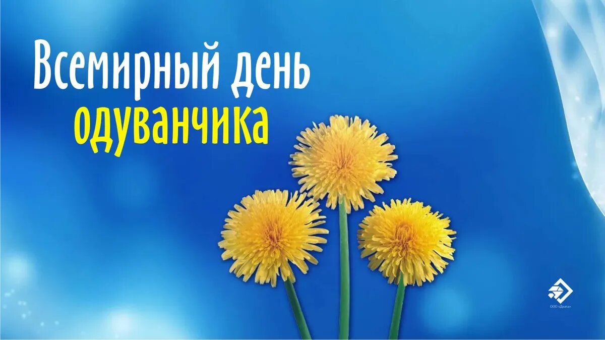 Всемирный день одуванчика. Иллюстрация: «Курьер.Среда»