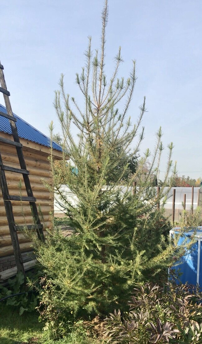 Лиственница перед формировкой.