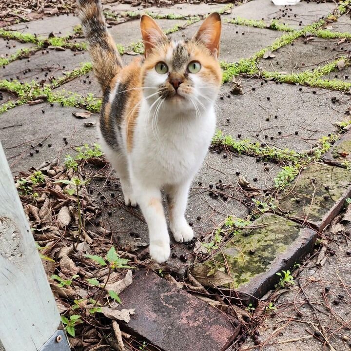 Кошка. Источник фото: https://www.lovemeow.com/stray-cat-leads-owner-kitten-2659054983.html