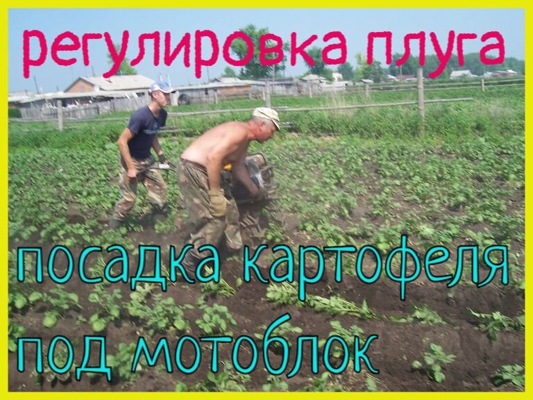 Мотоблок для посадки картофеля: особенности применения