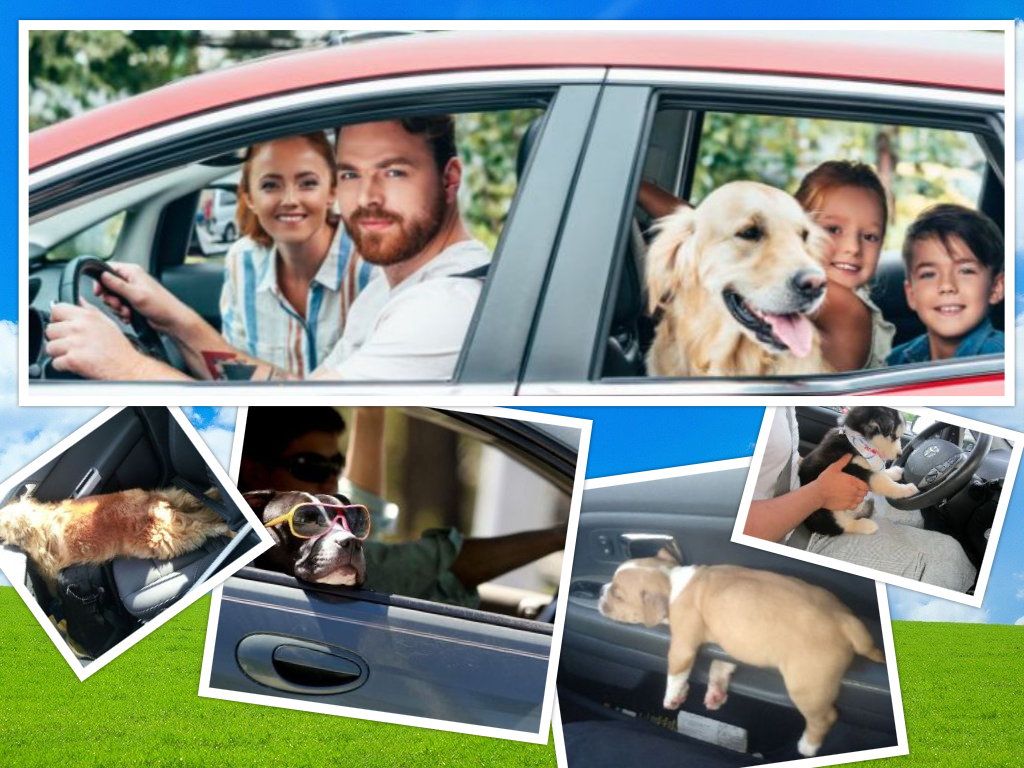 Правила транспортировки животных транспортном средстве