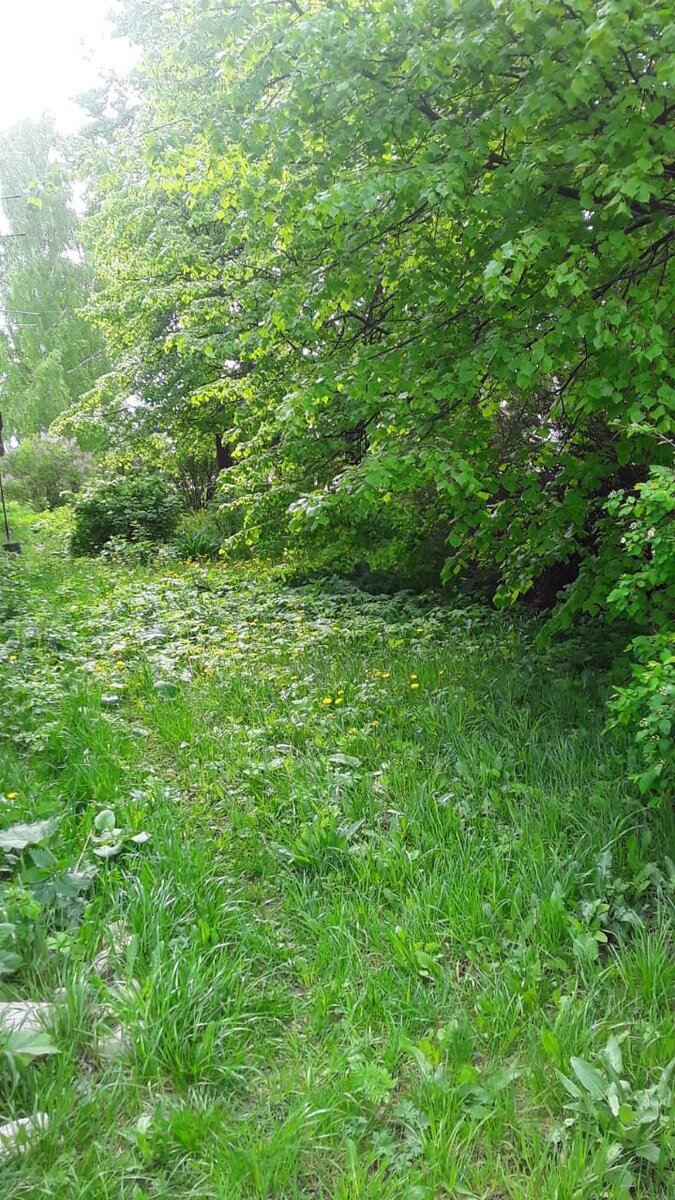 Наши " заросли"перед окнами.