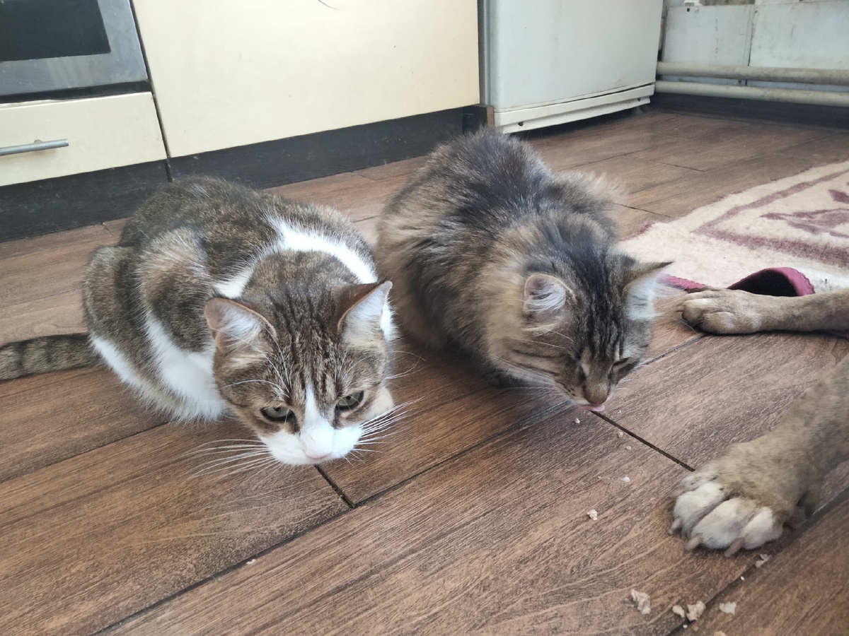 70. -7. Собачка Дана: девочка оказалась тихой и пока всё стабильно мы радуе...