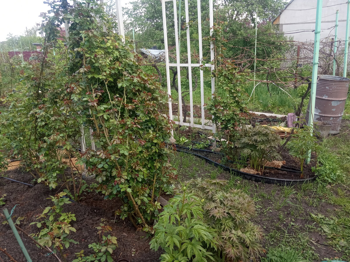 Роза Пьер де Ронсар у перголы