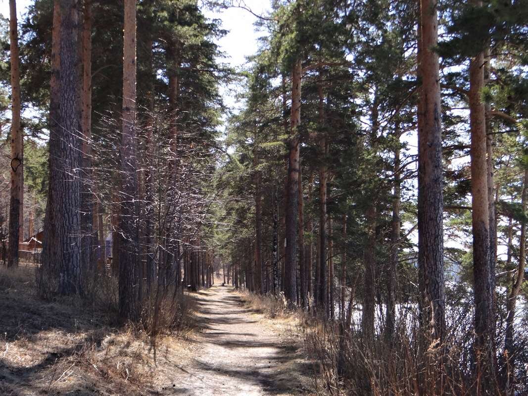    Аллея у дач на озере Тургояк из описания колонистов stalker