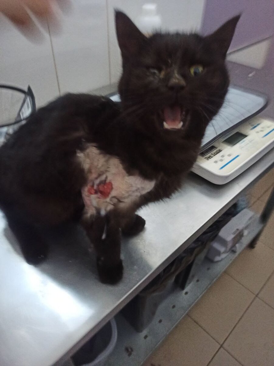 Вот таким мы его уже видели.