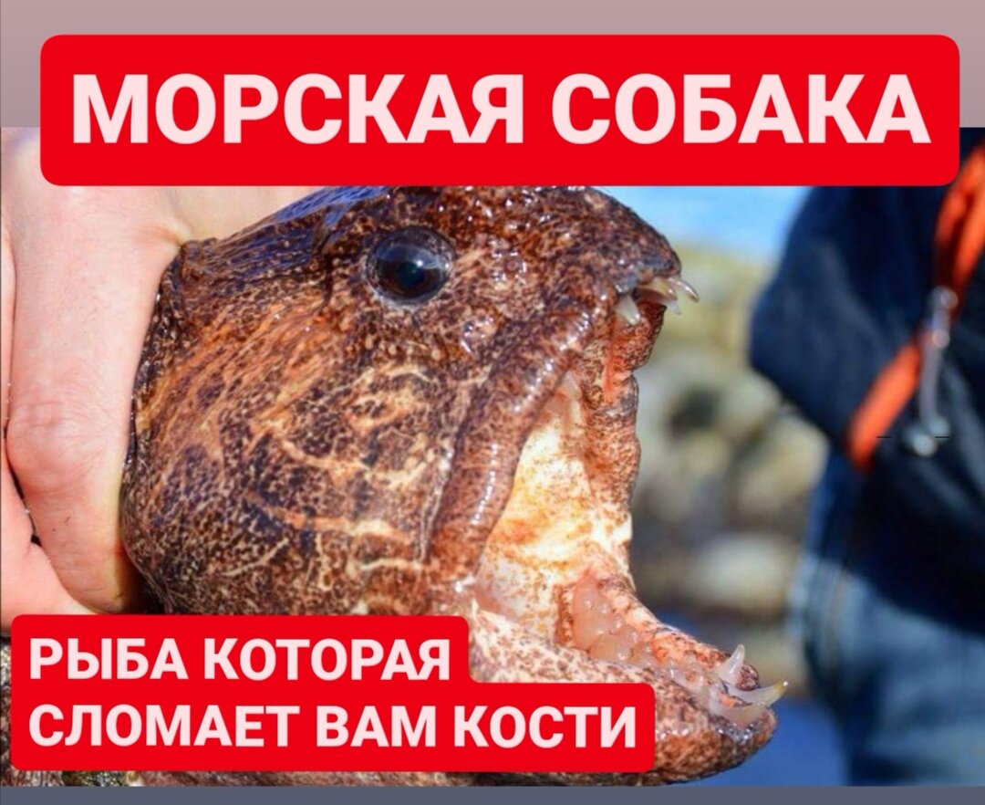 Такой палец в рот не клади, и ногу не стоит. 