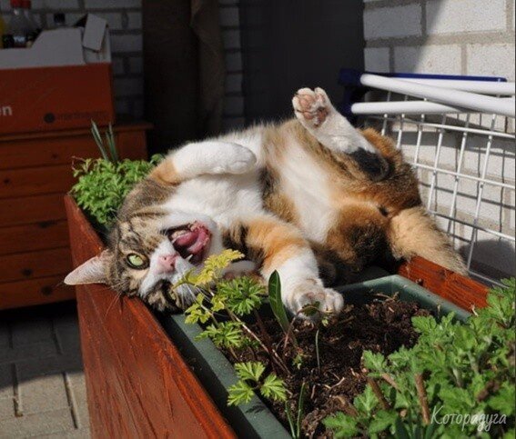 Источник: pinterest.com