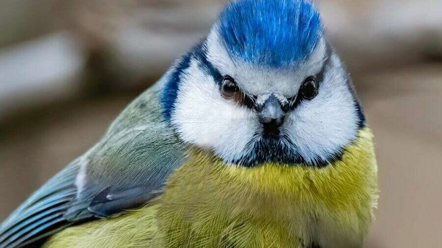     Вице-спикер Госдумы, первый заместитель руководителя фракции «Новые люди» Владислав Даванков потребовал у МВД дать разъяснения касательно сочетания желтого и синего цветов. Он подчеркнул, что это сочетание не является поводом для задержания и возбуждения дел.