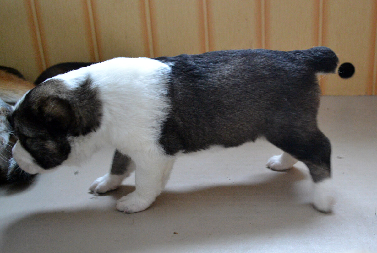 вы видите, что вполне себе стоит щенок на ногах. высоко и уверенно