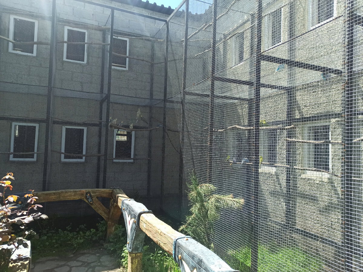 В зоопарке есть "квартал" волнистых попугайчиков.