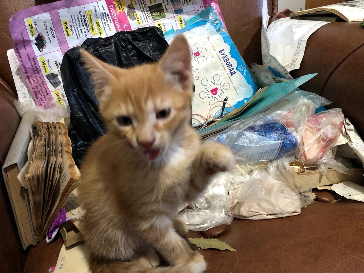 Этот рыжик мог бы исчезнуть в никуда, но судьба распорядилась иначе