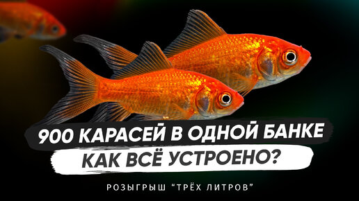 900 карасей в одной банке. Как всё устроено. Спецвыпуск