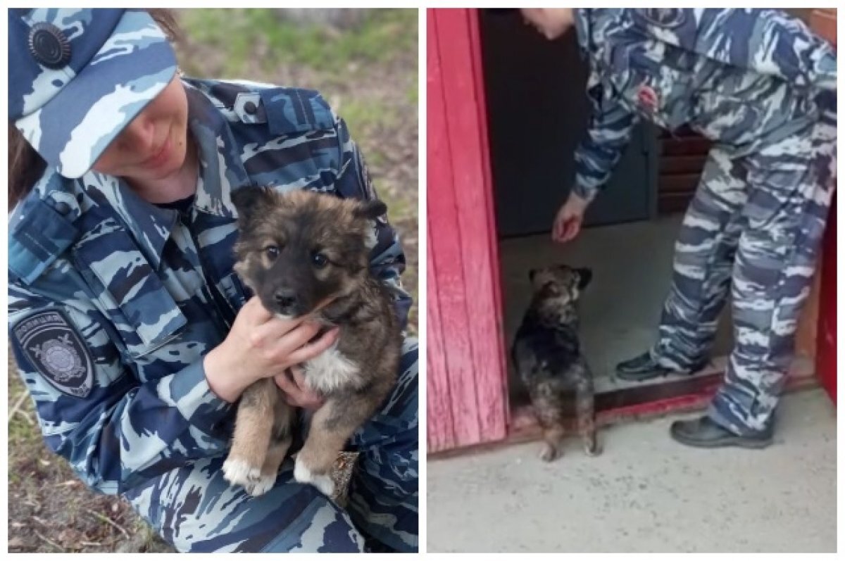    В Новосибирске полицейские спасли пушистого щенка по кличке Муха