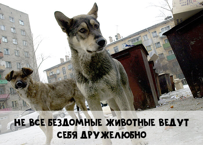 Calorizator.ru