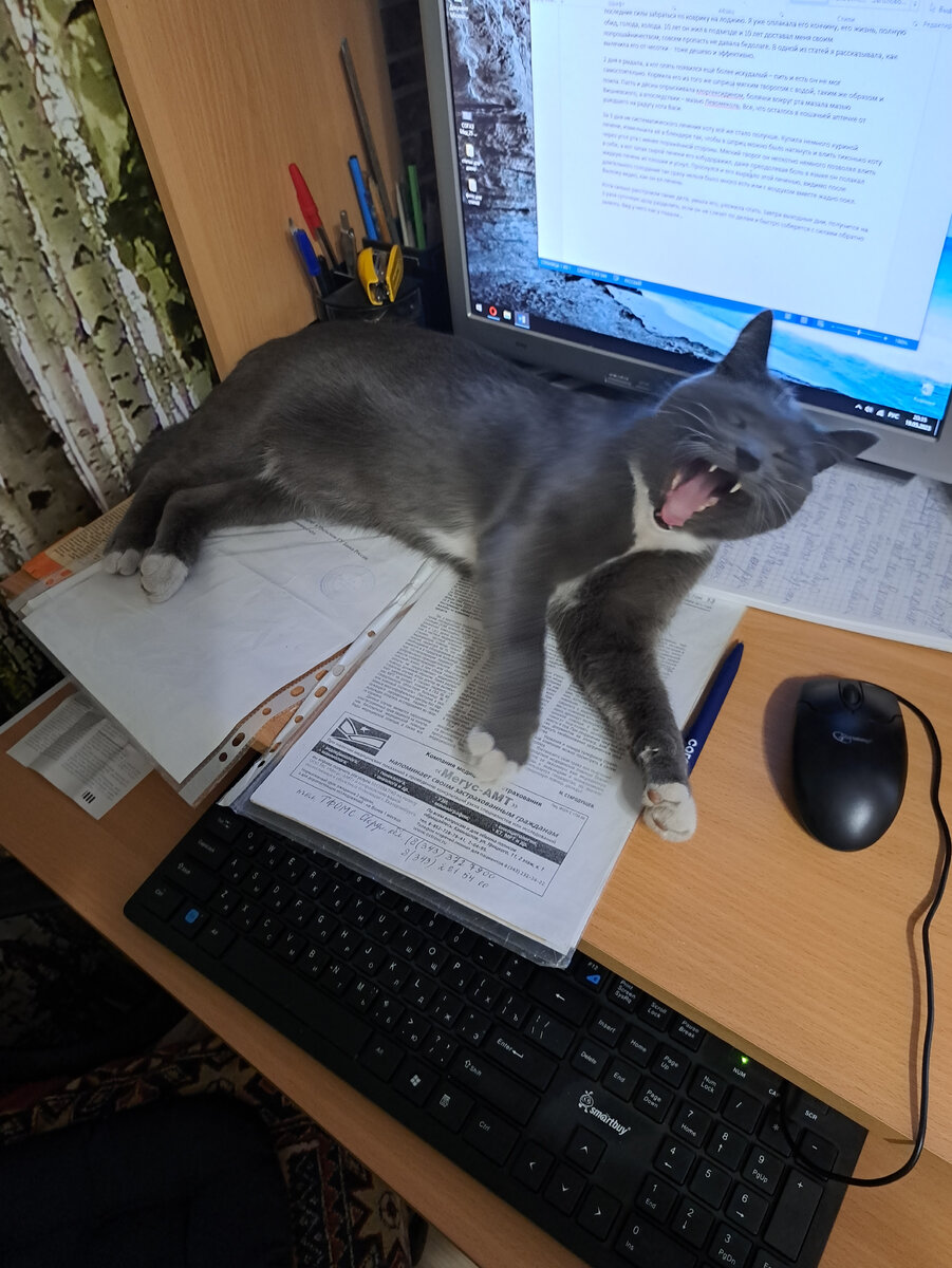 Котик Буся помогает мне статью сочинять про нашего гостя