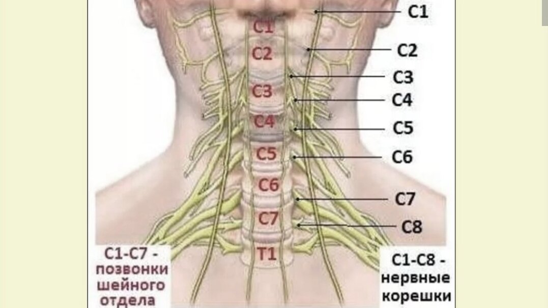 Схема позвонков шеи