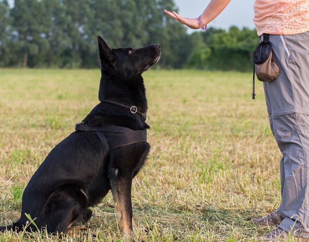 Терпение и последовательность: Дрессировка собак требует терпения и последовательности. Разные собаки учатся в разном темпе, поэтому будьте готовы потратить достаточно времени на обучение. Постепенно увеличивайте наборы заданий и повторяйте их системно, чтобы закрепить навыки вашей собаки. 
Избегайте наказаний: Наказания и физические наказания не осуществляются Социализация: Важной частью платья собаки является ее социализация. Это означает знакомство с окружающими людьми, животными и окружающими. часто встречаются со своей собакой с другими собаками, берут ее на прогулку в различных местах, чтобы привыкнуть к атмосфере и шуму. Это поможет избежать ошибок в будущем.