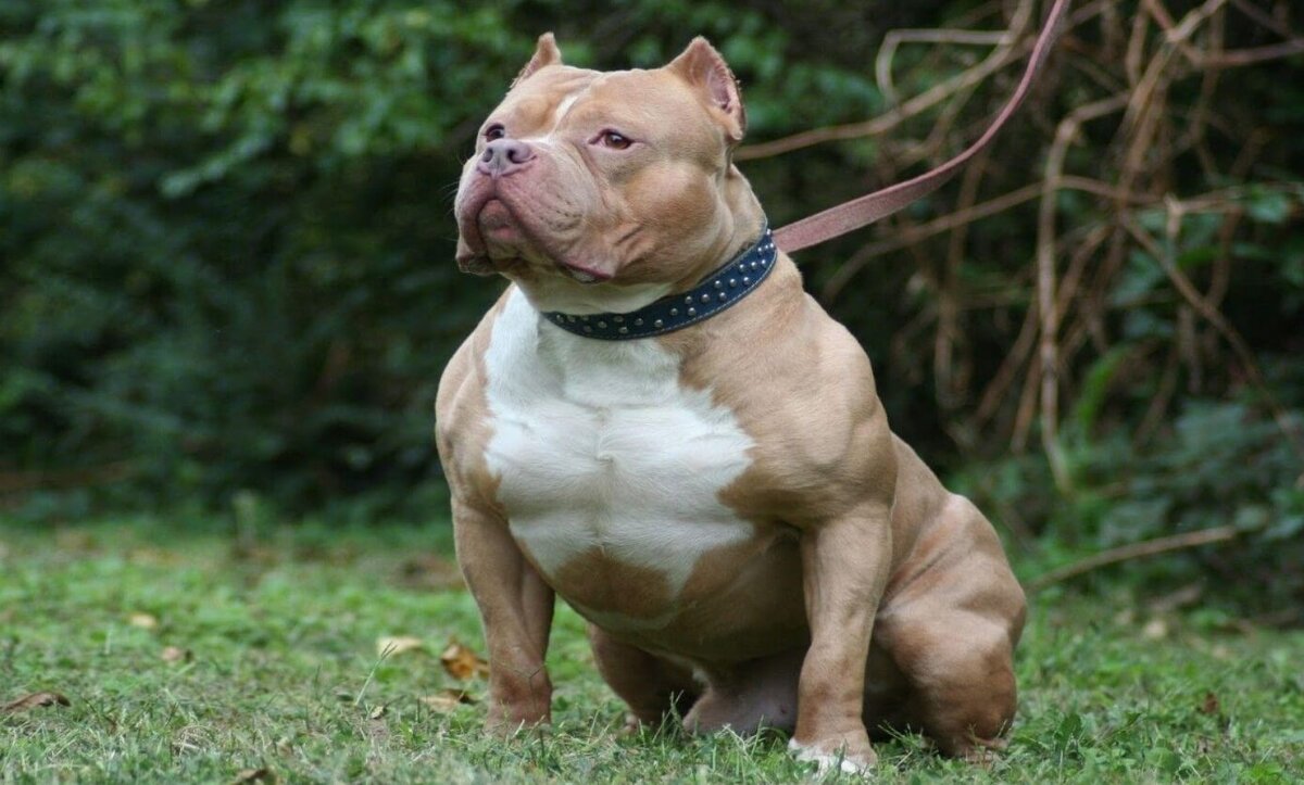    На этой фотографии отчетливо видно, насколько мускулистыми могут быть питбули