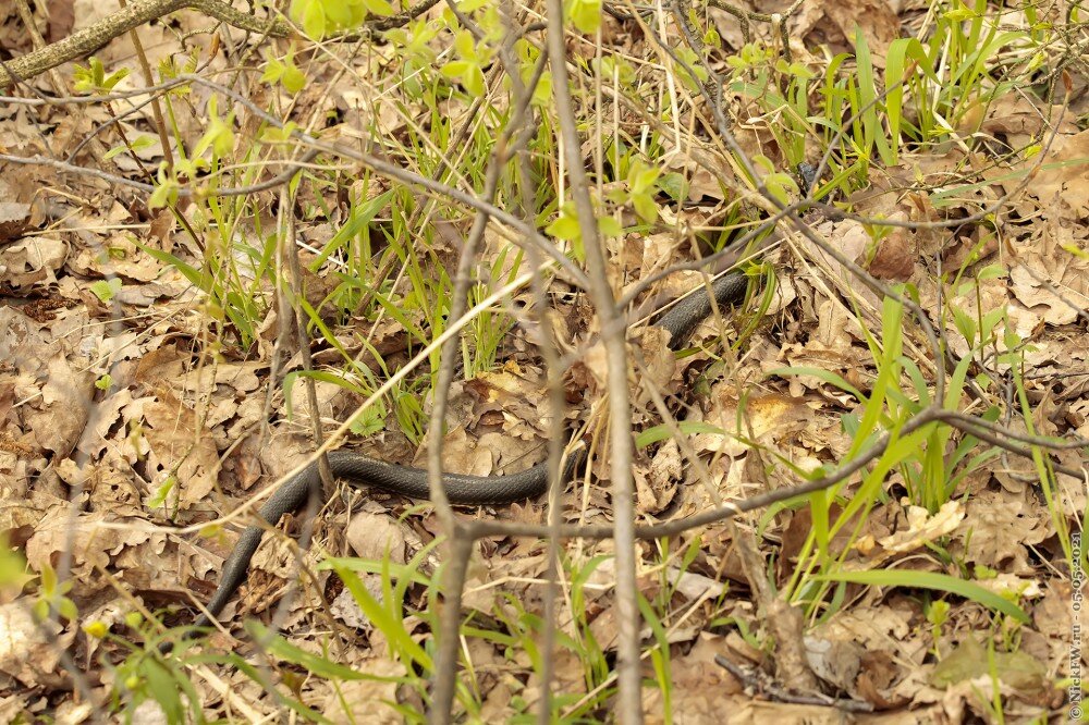 2. Уж в прошлогоднем опаде © NickFW.ru — 05.05.2021г.