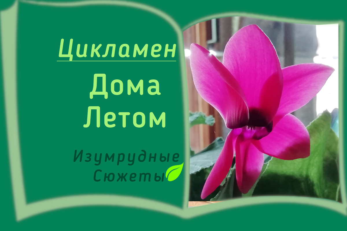 Цикламен. Покупка, уход в домашних условиях, размножение