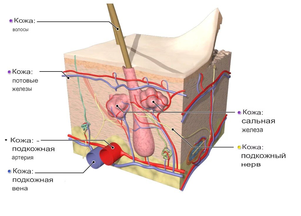 4 функция сальных желез